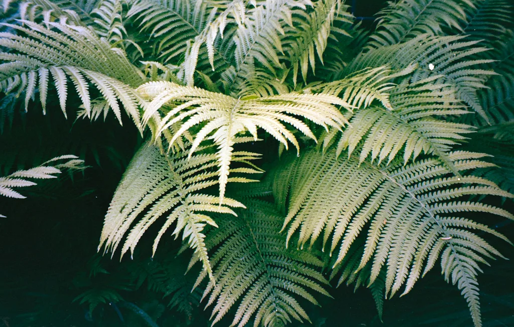 Film Photography