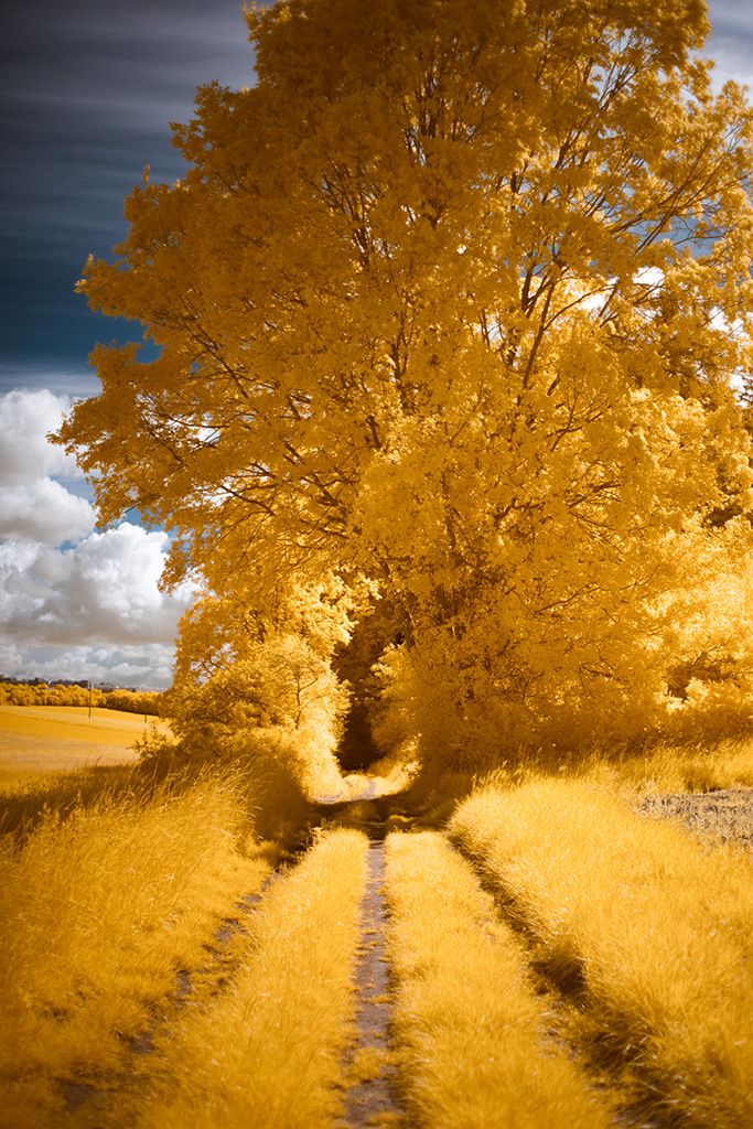 Infrared Photography